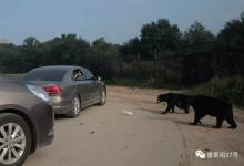 八達(dá)嶺動(dòng)物園游客開窗喂熊被咬傷 投喂情況很普遍
