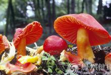 湖南食安辦:今年已報(bào)告毒蘑菇中毒事故141起,死亡23人