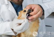 高溫天寵物易“情緒中暑”咬人，上海7月以來犬傷門診量上升