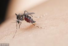 新研究揭示“寨卡病毒”暴發新機制