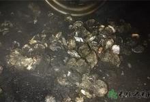 20余噸生蠔變烤蠔 生蠔怎么做好吃