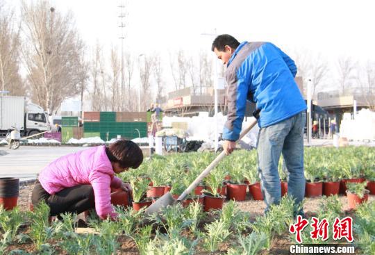 首批26萬盆蔬菜陸續移栽進入北京世園會百蔬園