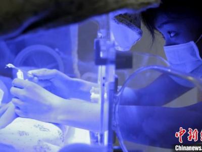 匯報稱：中國極早產兒、極低出世休重早產兒存活率明顯提高