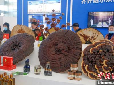 黑龍江中醫藥博覽會揭幕 中國權威專家共謀“北藥”產業鏈路