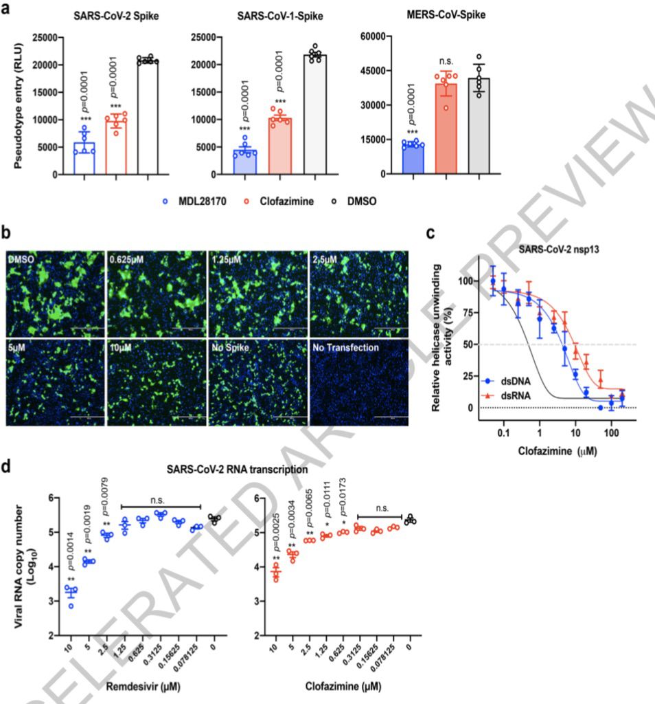 《自然》刊發(fā)港大等研究:麻風(fēng)藥物能有效對(duì)抗新冠病毒感染-易網(wǎng)<a href=http://m.logojc.com/ target=_blank class=infotextkey>健康養(yǎng)生</a>網(wǎng) 《自然》刊發(fā)港大等研究:麻風(fēng)藥物能有效對(duì)抗新冠病毒感染