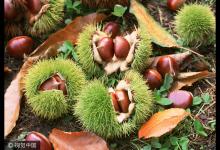 每天吃幾顆“秋果之王”,腰好腿好防治關節炎