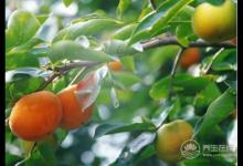 空腹千萬不能吃這6種水果 否則胃病也就離你不遠了