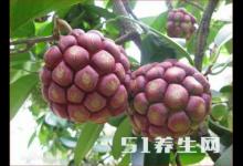 這種稀奇古怪的果子，還能減緩病毒的增長(zhǎng)速度