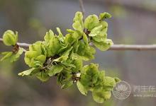 5種不花錢的野菜比補藥還補！每家必備