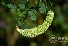 枸杞和它一起吃，不僅營養(yǎng)全無，還會損傷內(nèi)臟！