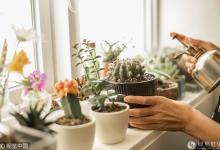 這8種有害植物放室內(nèi)等于慢性自殺！