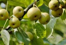 飯后吃這一種水果，將體內垃圾都排出去