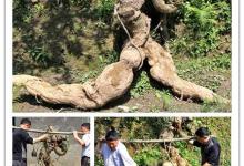 四川挖出250斤人形葛根,網(wǎng)友調(diào)侃“成精路上被抓了”