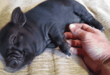 睡覺是個技術(shù)活！姿勢選錯怎能睡爽？