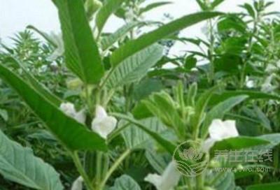 芝麻葉有什么好處?有什么保健作用 芝麻葉有什么好處?有什么保健作用