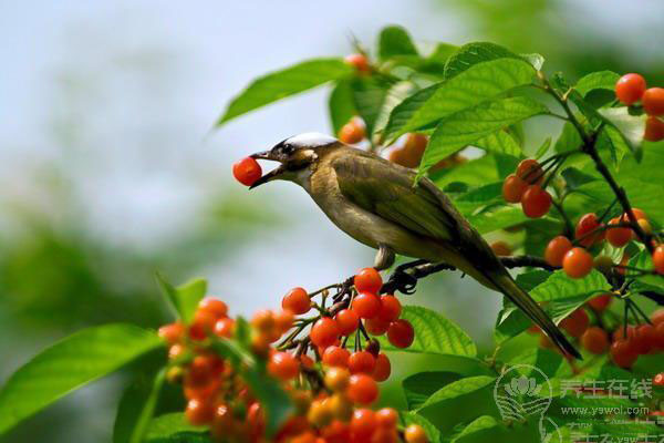 小小的一粒,勝過3味藥,五月正當吃,堅決不能錯過 小小的一粒,勝過3味藥,五月正當吃,堅決不能錯過