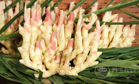 生姜品種介紹,姜的種類及圖片大全 生姜品種介紹,姜的種類及圖片大全