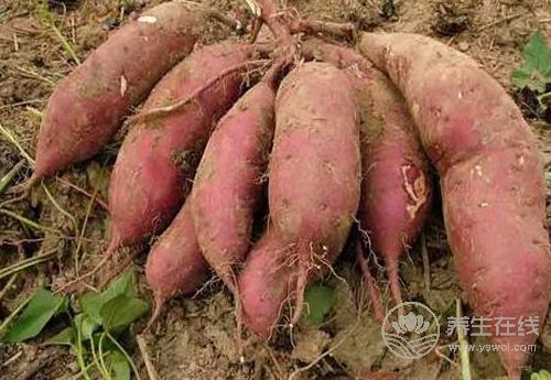 紅薯好吃不貴,對身體還有3大好處 紅薯好吃不貴,對身體還有3大好處