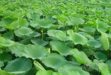 荷葉減肥有用嗎荷葉減肥7大特點