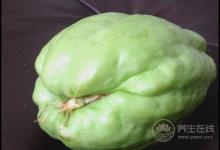 佛手瓜對身體有這些好處,你喜歡吃嗎?