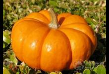 當心！！南瓜不能和這10種食物搭配著吃！