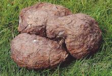 茯苓有減肥的功效嗎茯苓的功效與作用