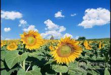 補腎湯怎么做？八種補腎湯食譜