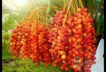 震驚！這物居然抗癌又治性功能低下 椰棗這樣吃更健康