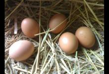 普通雞蛋和土雞蛋營養(yǎng)哪個(gè)更有營養(yǎng)？