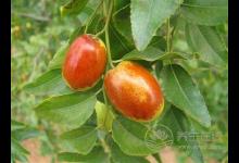 棗不能和這些食物一起吃 紅棗+海蟹容易患寒熱病