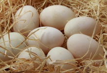 吃什么擺脫熊貓眼？推薦8種食物吃走熊貓眼