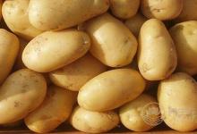 土豆減肥法的原理,土豆減肥法一天瘦一斤