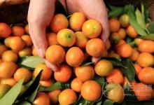 吃水果竟然能治咳嗽  再也不用擔(dān)心百日咳了