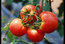 4種危害健康的西紅柿千萬別買 優(yōu)質(zhì)西紅柿是怎樣的