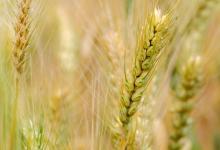 五谷養(yǎng)五臟,教你如何健康養(yǎng)生