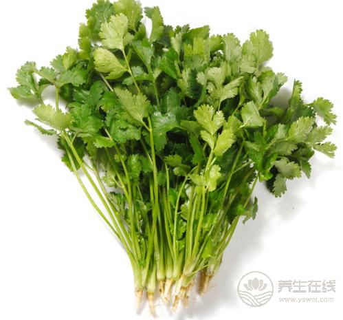 香菜是個寶，健胃消食營養豐富，可惜很多人不愛吃