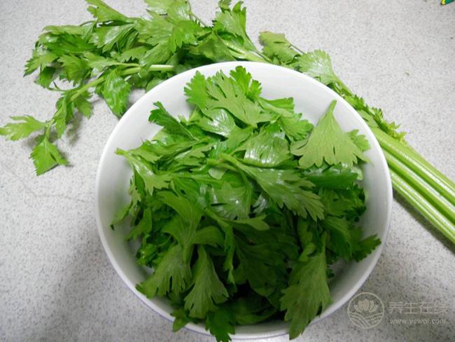 芹菜葉有這么多的養(yǎng)生功效,扔掉可惜了 芹菜葉有這么多的養(yǎng)生功效,扔掉可惜了