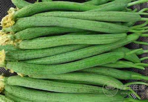 經(jīng)常吃絲瓜，對身體有這些好處
