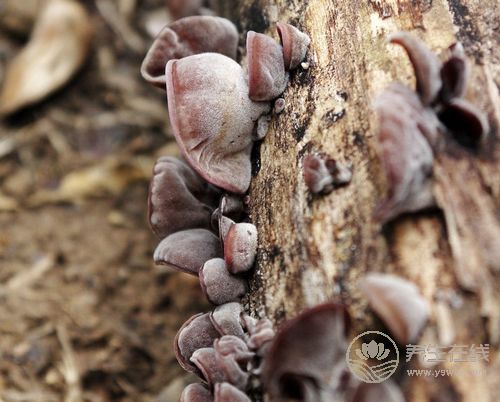 8種食物容易引起中毒，很常見，不懂的人要看看
