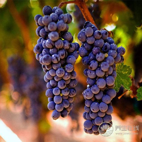 想要身體排毒,就常吃4種水果 想要身體排毒,就常吃4種水果