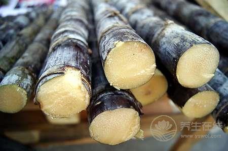 甘蔗汁緩解嗓子干啞 甘蔗汁緩解嗓子干啞