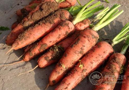 冬季護膚,不要小看這些食物 冬季護膚,不要小看這些食物