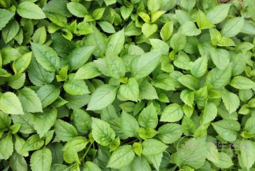 經常喝酒肝不好,多吃5種綠色蔬菜,肝就會變好 經常喝酒肝不好,多吃5種綠色蔬菜,肝就會變好