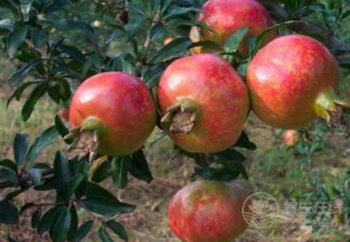 冬天吃石榴好嗎?7個(gè)禁忌要知道 冬天吃石榴好嗎?7個(gè)禁忌要知道