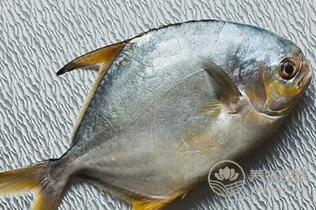 冷凍的鯧魚該怎么吃好呢?鯧魚的營養(yǎng)價值有哪些
