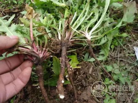 蒲公英的作用——用途最廣的排毒草 蒲公英的作用——用途最廣的排毒草