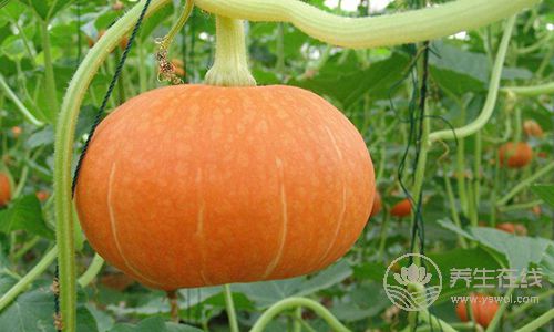 常吃雞蛋可以保持大腦年輕！盤(pán)點(diǎn)6種最健腦的食物