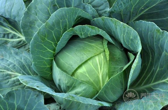 養胃助消化的食物，這5種是“高手”！