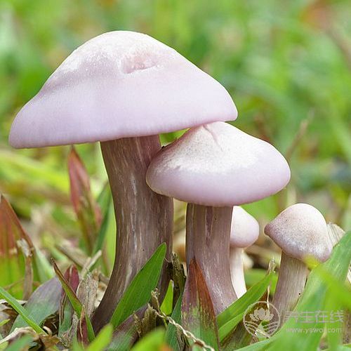 癌癥無情,平常需多吃4物,杜絕癌癥保健康 癌癥無情,平常需多吃4物,杜絕癌癥保健康