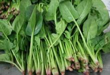 喜歡吃菠菜的要注意,不宜和這些食物一起吃